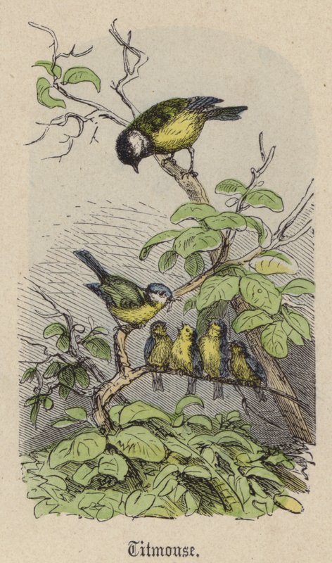 Titmouse (värillinen kaiverrus) tekijältä Friedrich Specht