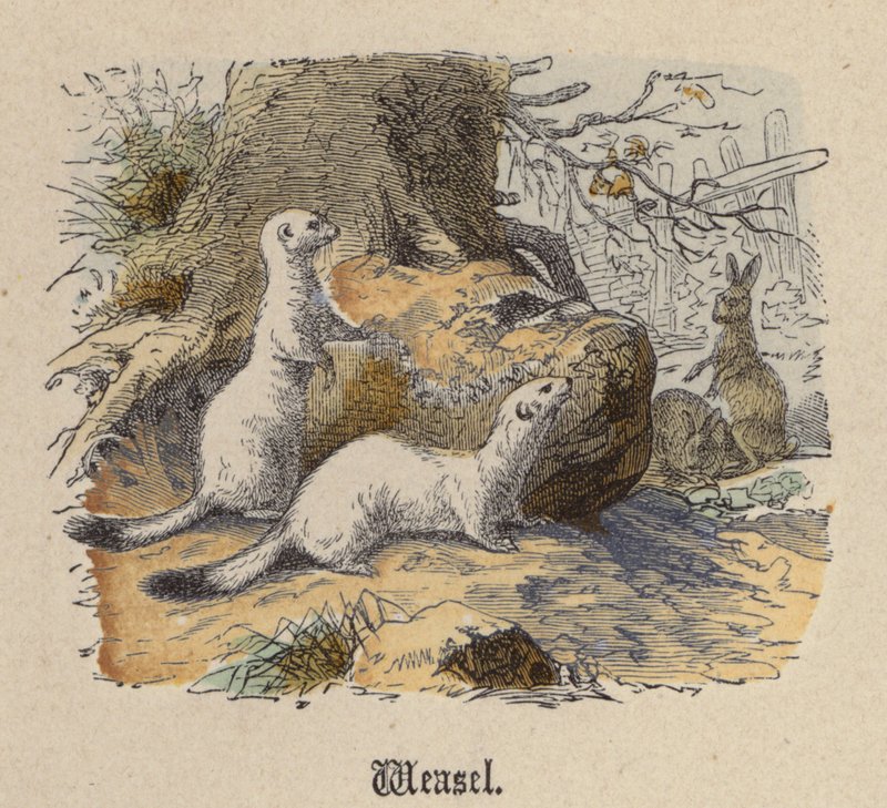 Weasel (värillinen kaiverrus) tekijältä Friedrich Specht