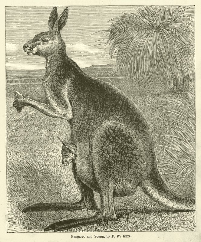 Kangaroo and Young (kaiverrus) tekijältä Friedrich Wilhelm Keyl