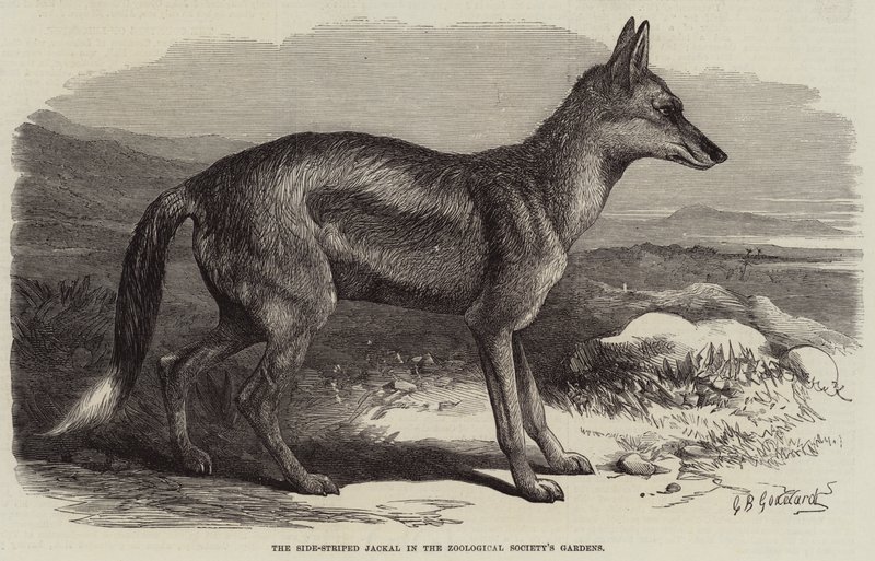 Side-Striped Jackal Zoological Societyn puutarhoissa tekijältä George Bouverie Goddard