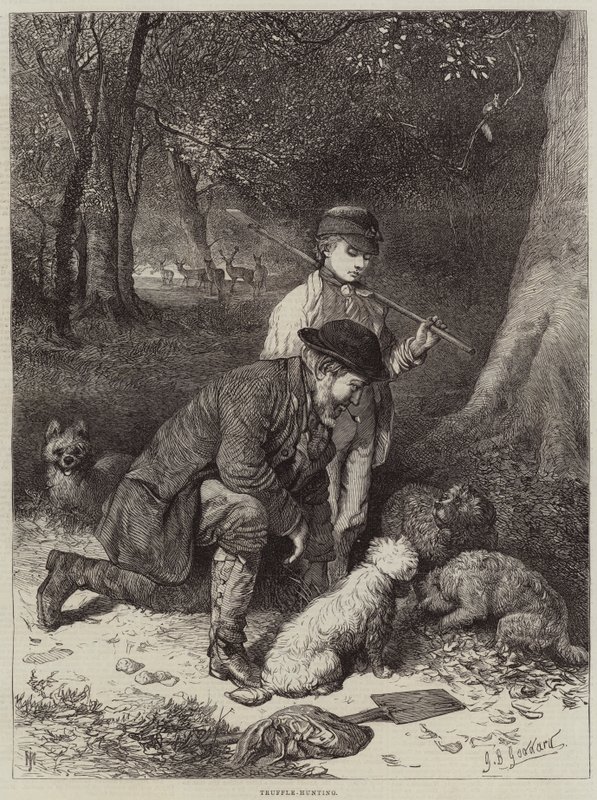 Tryffelimetsästys tekijältä George Bouverie Goddard