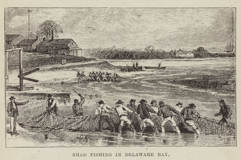 Shad Fishing Delaware Bayssä tekijältä George Augustus Sala