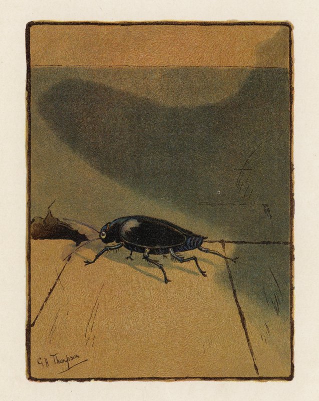The Beetle (värilitro) tekijältä George Henry Thompson