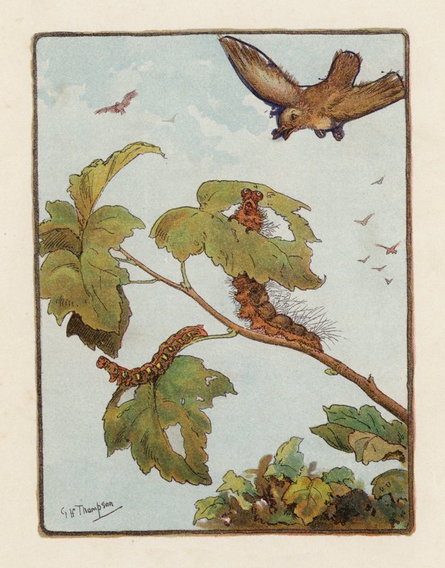 Toukka (värilitro) tekijältä George Henry Thompson