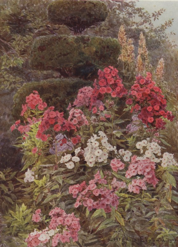 Leimukukka tekijältä George Samuel Elgood