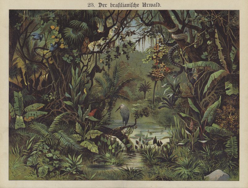 Brasilian sademetsä (väri litho) tekijältä German School