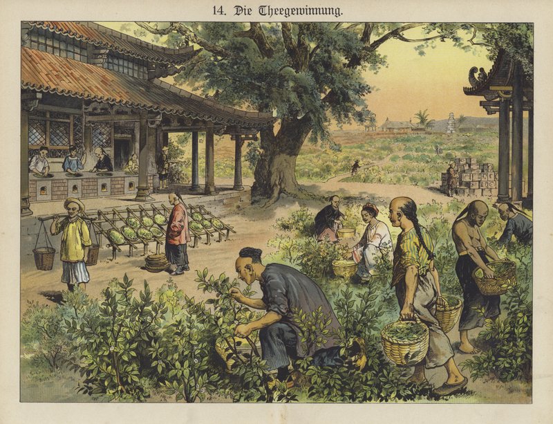Kiinalainen teeviljelmä (väri litho) tekijältä German School
