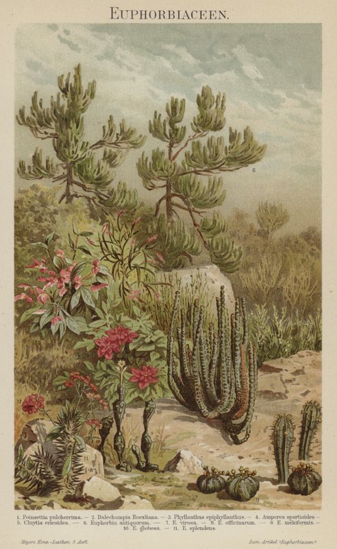Euphorbias (värinen lito) tekijältä German School