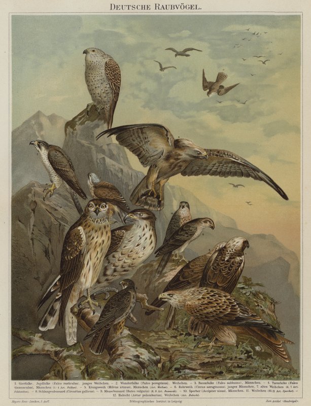 Saksalaiset petolinnut (väri litho) tekijältä German School