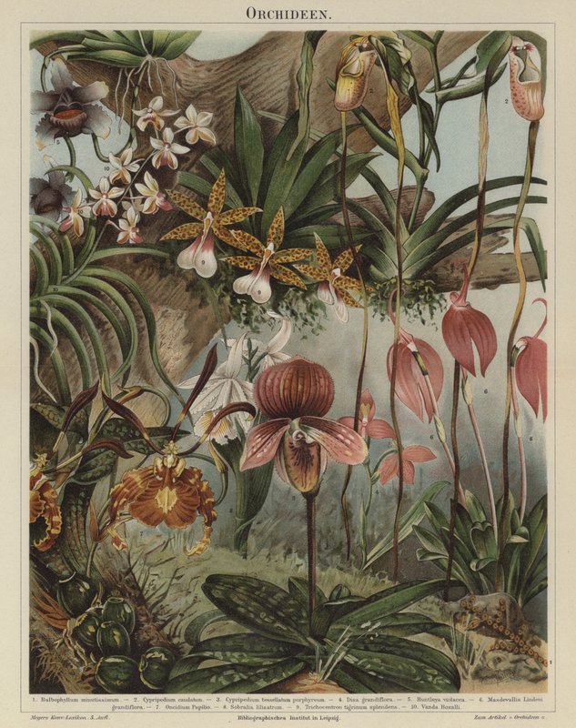 Orkideat (väri litho) tekijältä German School