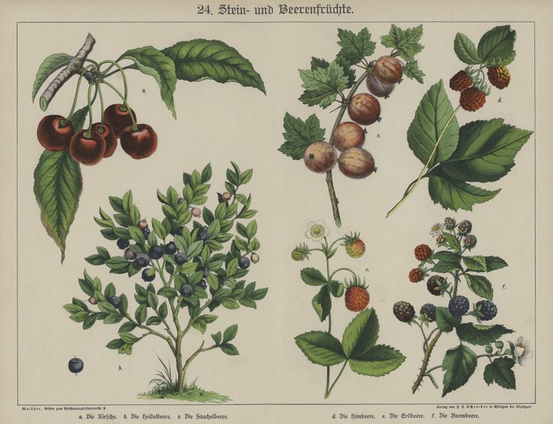 Kasvit (väri litho) tekijältä German School