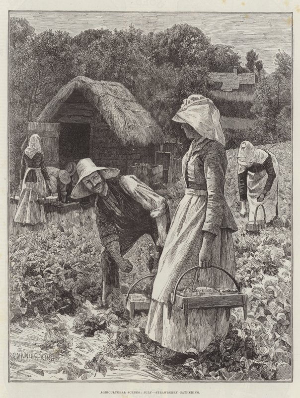 Agricultural Scenes, heinäkuu, Mansikkakokous tekijältä Gunning King