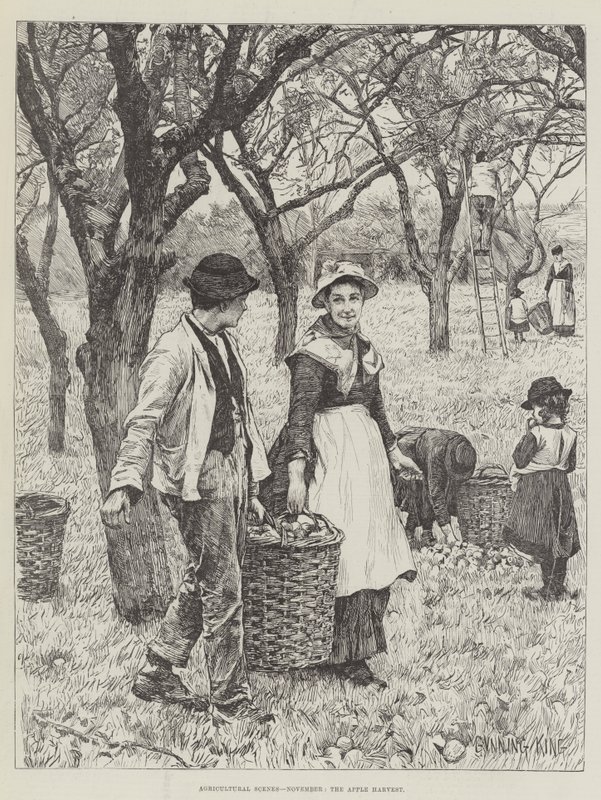 Agricultural Scenes, marraskuu, Apple Harvest tekijältä Gunning King