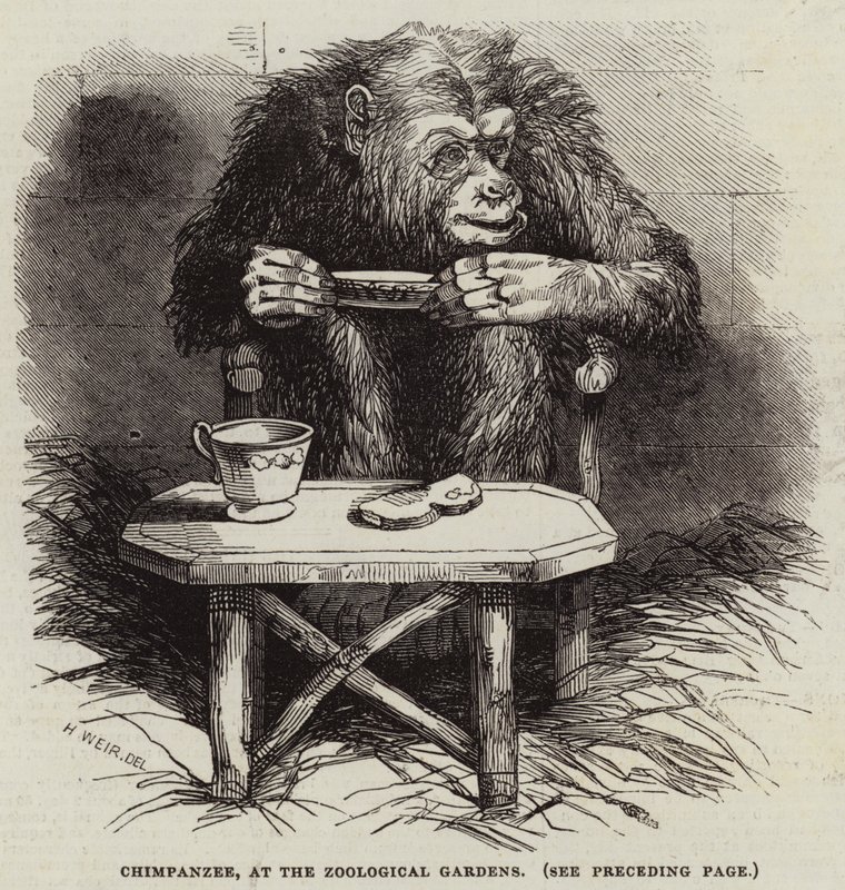 Simpanssi, eläintarhassa tekijältä Harrison William Weir