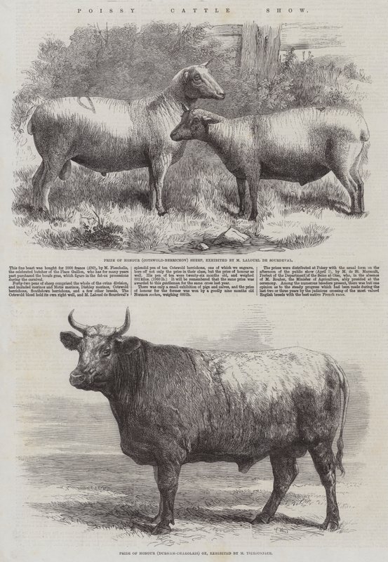 Poissy Cattle Show tekijältä Harrison William Weir
