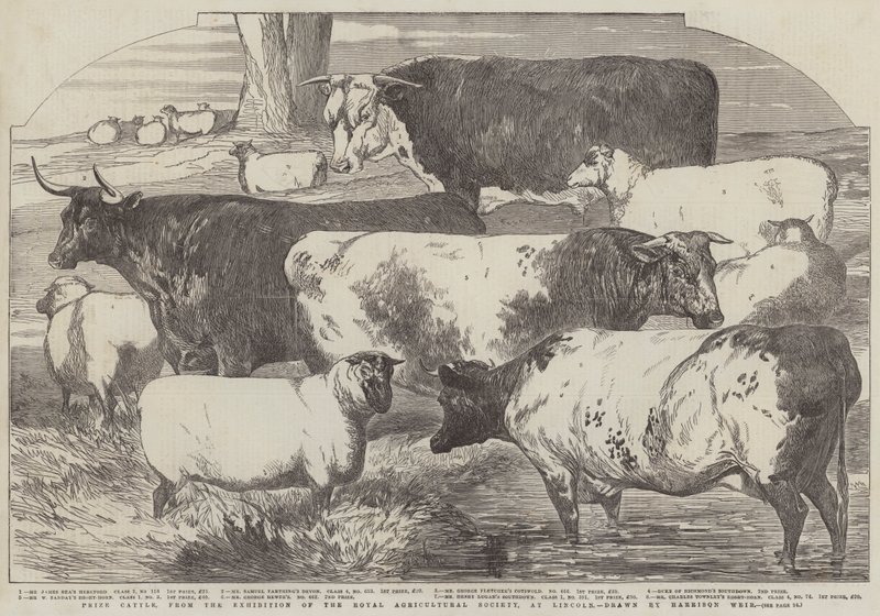 Palkintokarjaa Lincolnissa pidetystä Royal Agricultural Societyn näyttelystä. tekijältä Harrison William Weir