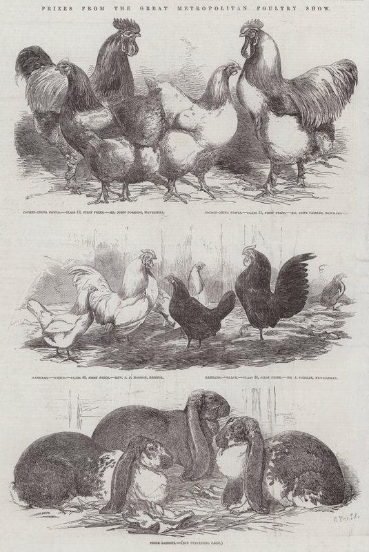 Palkinnot Great Metropolitan Poultry Show -näyttelystä tekijältä Harrison William Weir