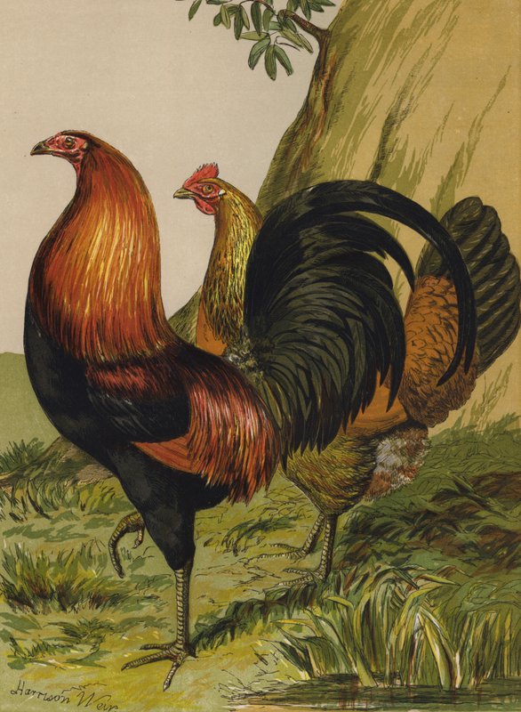 Black-Breasted Red Game (chromolitho) tekijältä Harrison William Weir