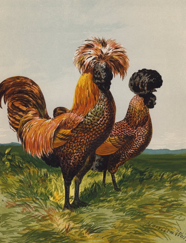 Golden-spangled puola (chromolitho) tekijältä Harrison William Weir