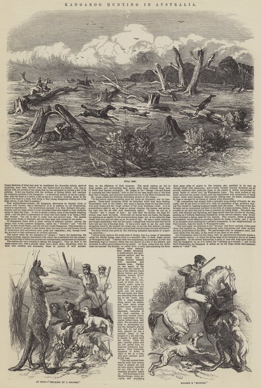 Kengurun metsästys Australiassa tekijältä Harrison William Weir