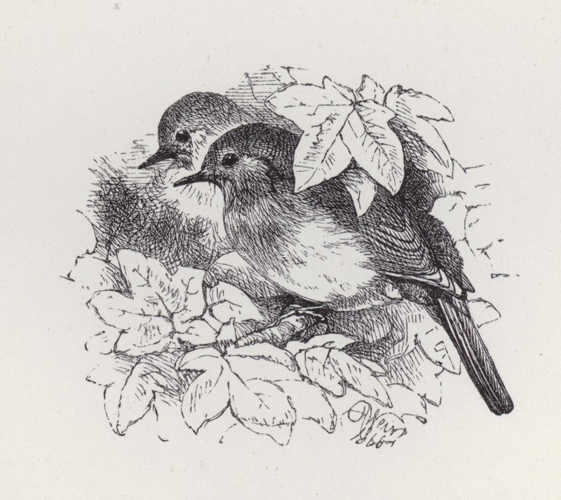 Robins (kaiverrus) tekijältä Harrison William Weir