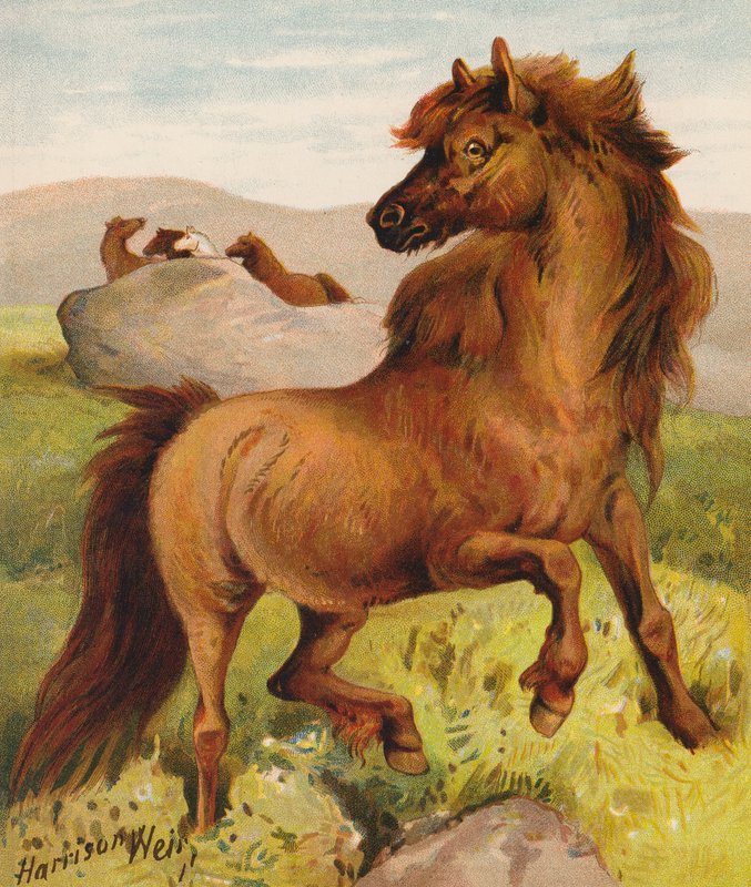 Shetlanninponit (värilitro) tekijältä Harrison William Weir