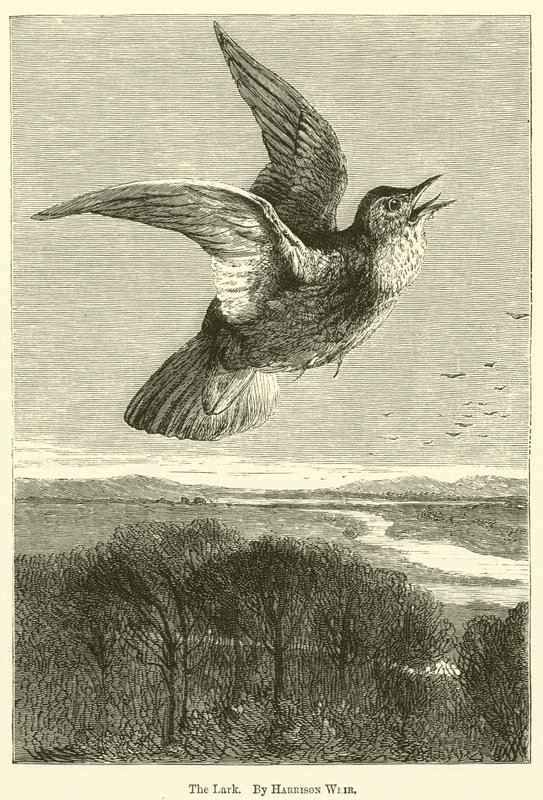 Lark tekijältä Harrison William Weir