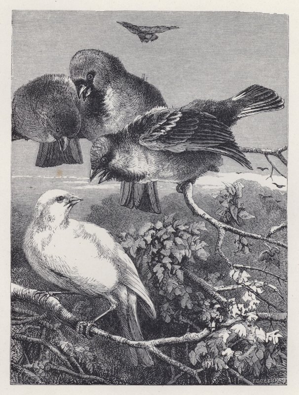 Vainottu kanarialainen (kaiverrus) tekijältä Harrison William Weir