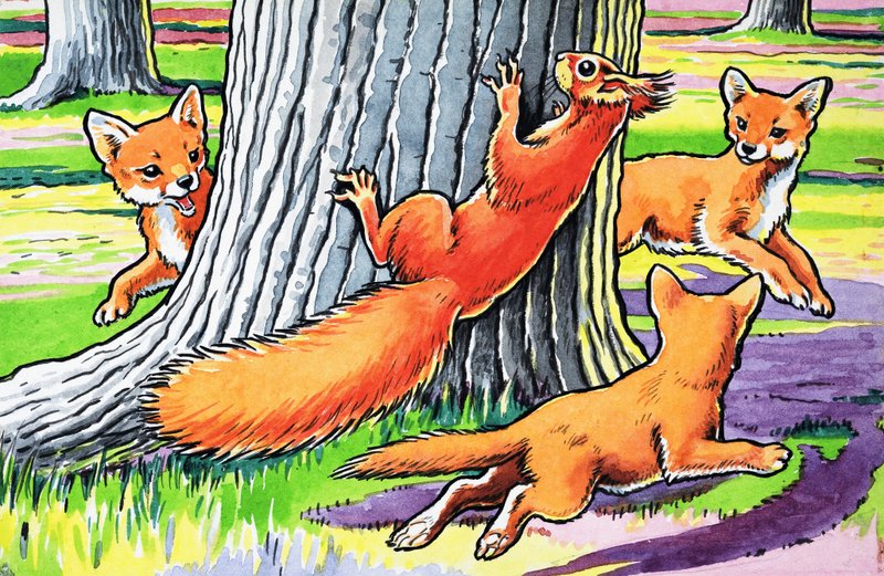 Pikku punainen orava tekijältä Harry M. Pettit