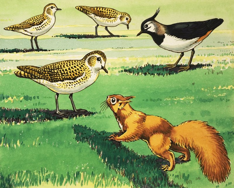 Pikku punainen orava tekijältä Harry M. Pettit