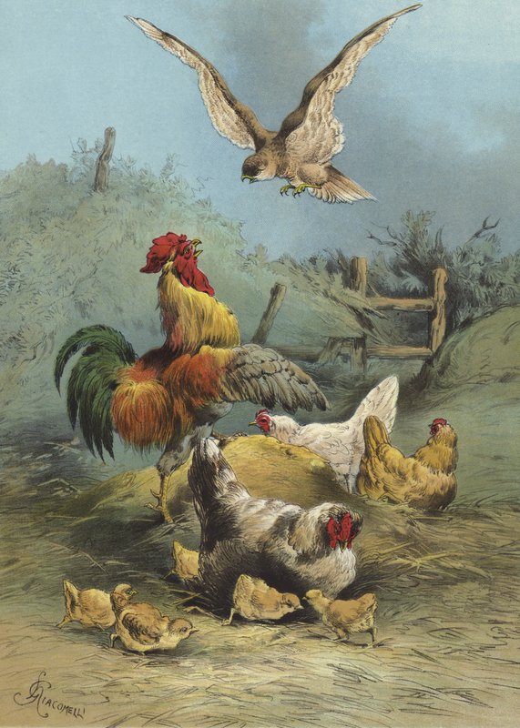 Haukka siipikarjatarhassa (chromolitho) tekijältä Hector Giacomelli