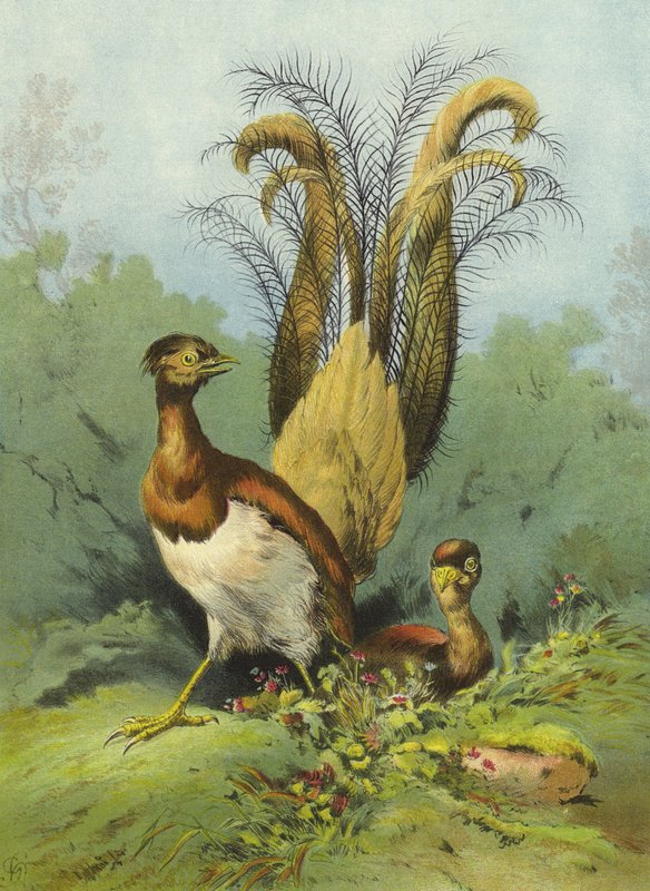 Lyralintu (chromolitho) tekijältä Hector Giacomelli