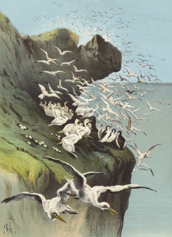 Solan Hanhet (chromolitho) tekijältä Hector Giacomelli
