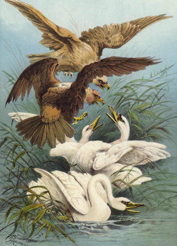 Joutsenet ja kotkat (chromolitho) tekijältä Hector Giacomelli