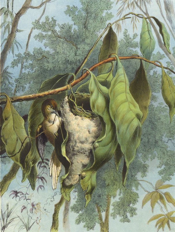 Tailor Bird (chromolitho) tekijältä Hector Giacomelli