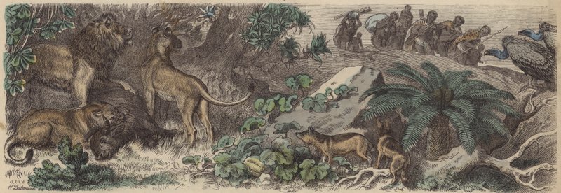 Etelä-Afrikka (värillinen kaiverrus) tekijältä Heinrich Leutemann