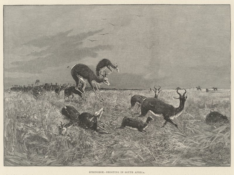 Springbok-ammunta Etelä-Afrikassa tekijältä Henry Charles Seppings Wright