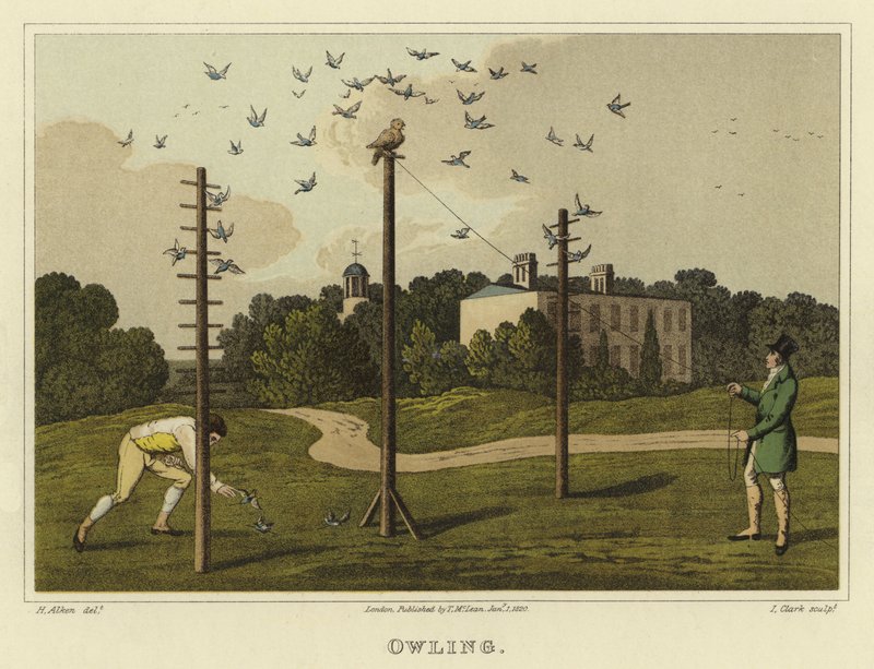 Pöllö (chromolitho) tekijältä Henry Thomas Alken