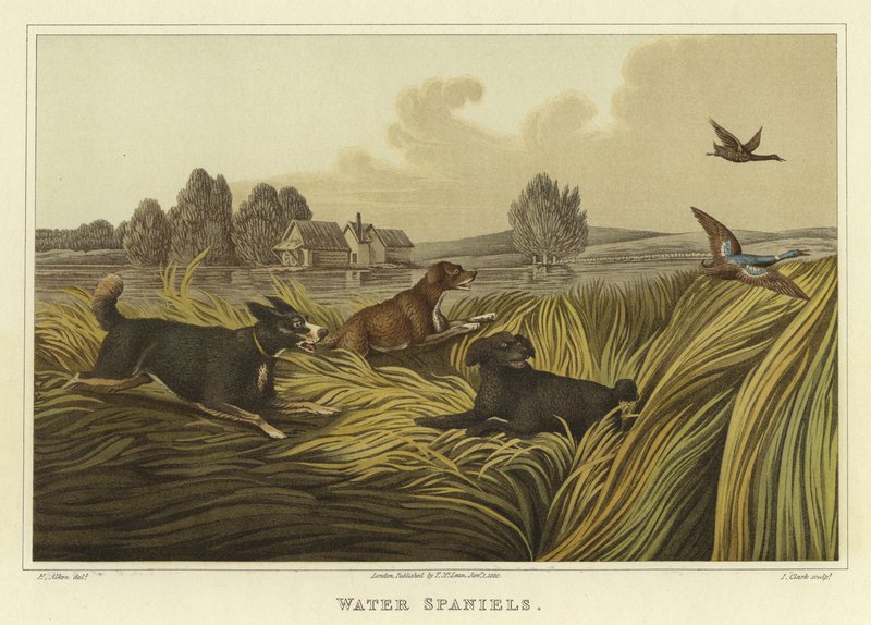 Vesispanielit (chromolitho) tekijältä Henry Thomas Alken