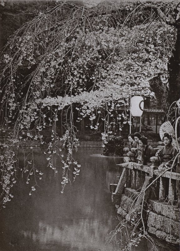 Kirsikankukinnan aika Japanissa (m/w kuva) tekijältä Herbert Ponting