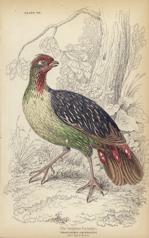Sanguine Patridge tekijältä J. Stewart