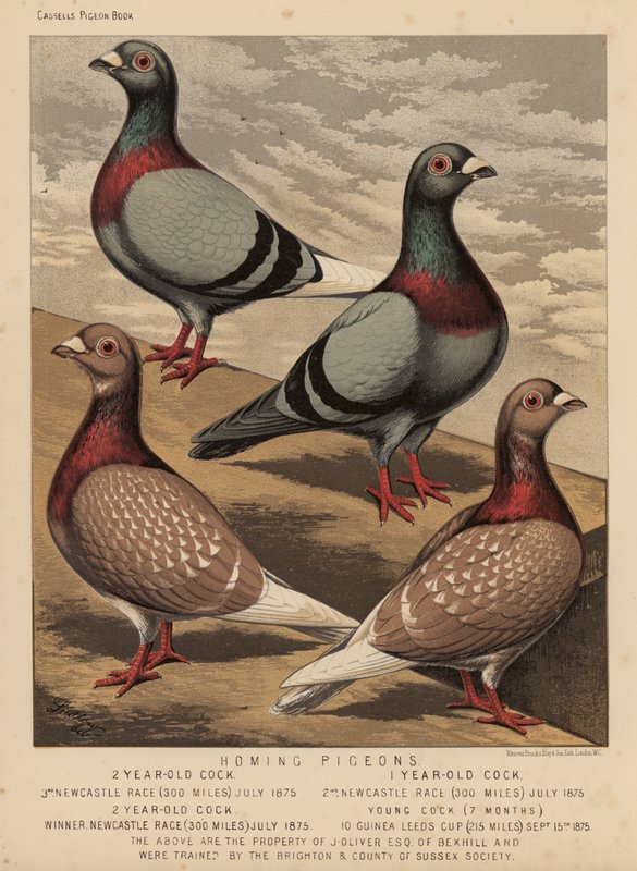 Kyyhkyset: kotikyyhkyset (väri litho) tekijältä J. W. (after) Ludlow