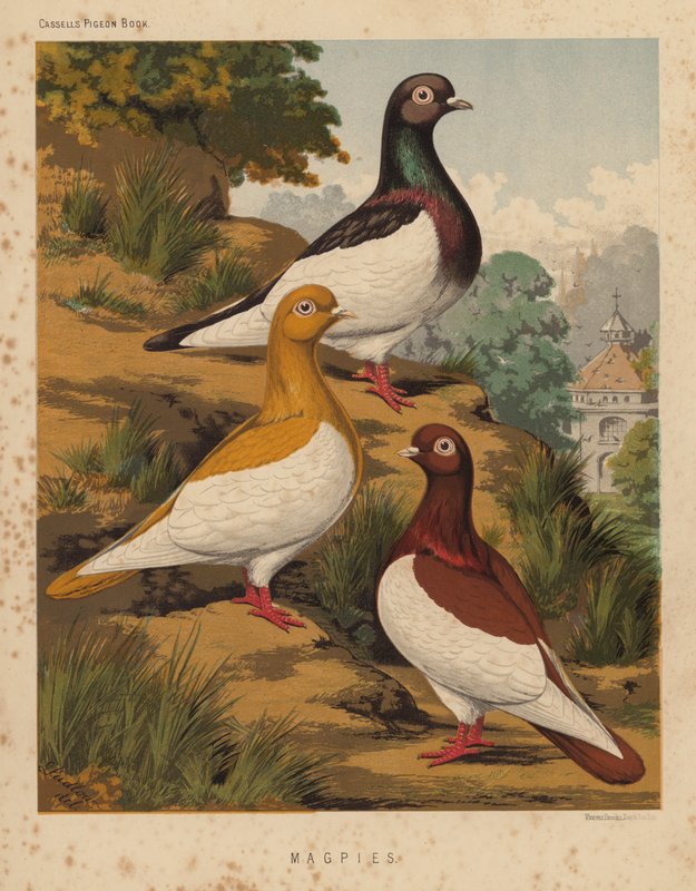 Kyyhkyset: Harakkaat (väri litho) tekijältä J. W. (after) Ludlow