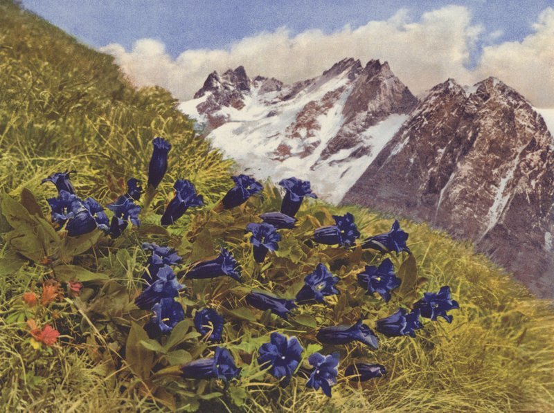 Sveitsi: Gentian (värikuva) tekijältä Jean Gaberell