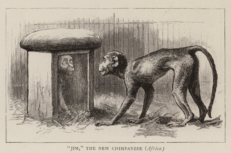 Vaellusta eläintarhassa tekijältä John Charles Dollman