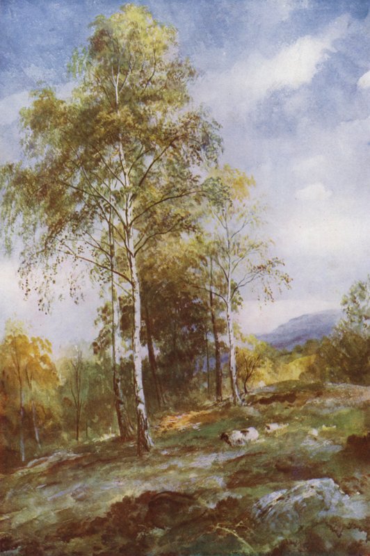 Hopeakoivut (väri litho) tekijältä John (after) MacWhirter
