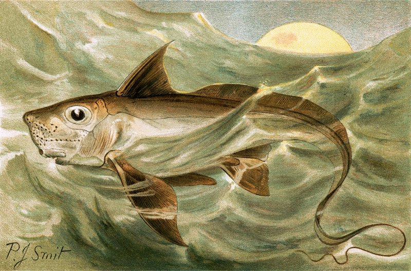 Chimaera tekijältä Joseph Smit