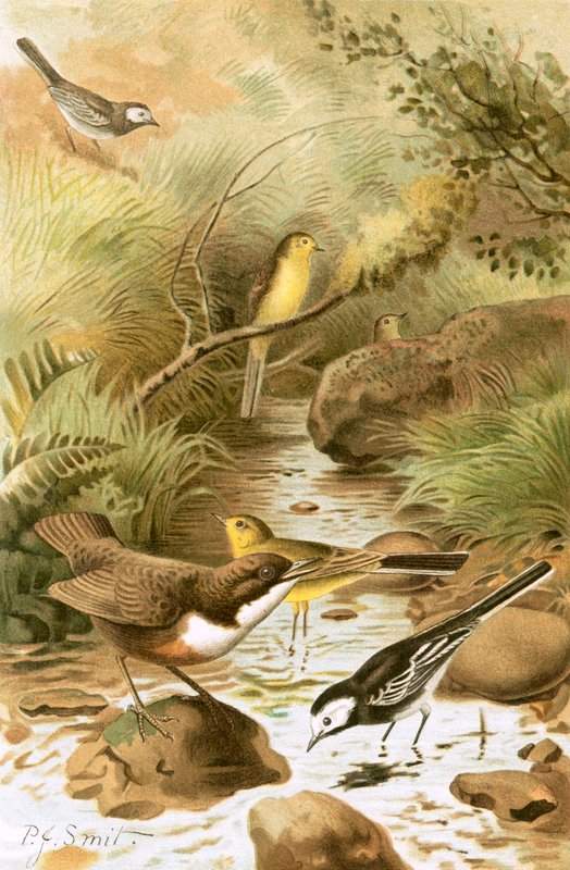 Dipper, Pied Wagtail ja Yellow Wagtail tekijältä Joseph Smit