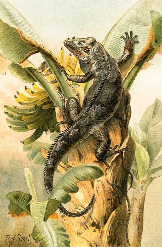 Musta Iguana tekijältä Joseph Smit