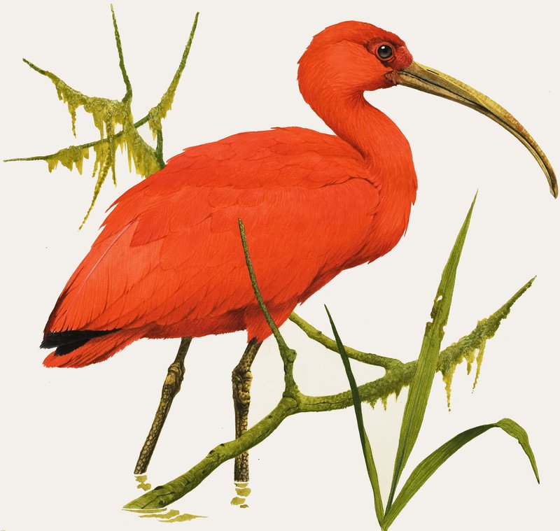 I for Ibis tekijältä Kenneth Lilly